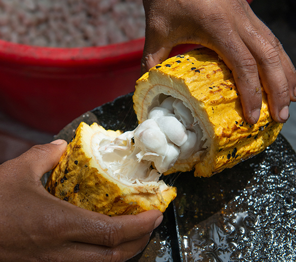 A yellow fruit is cut in half and contents are bring explored by a worker