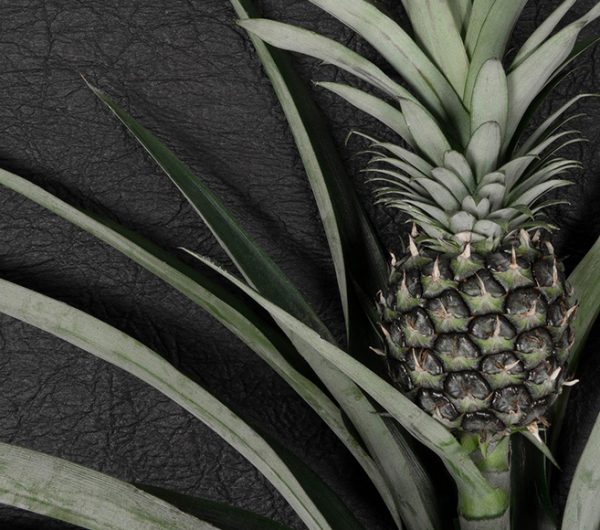 Pinatex is a leather made out of pineapple leaves which is invented by Ananas Anam. The photograph shows the fruit and leather